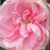 Rose - Rosiers centifolia (Provence) - Typ Kassel
